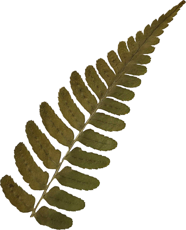 Dried and Pressed Leaves